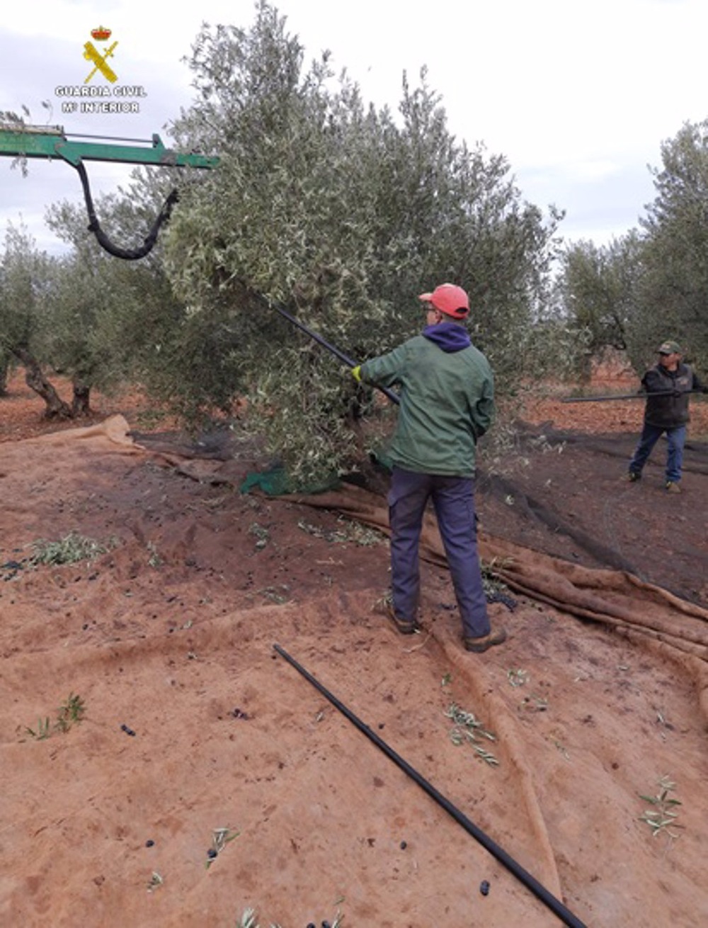 La Guardia Civil activa su plan para evitar robos en el olivar