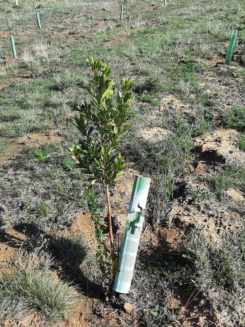 Naturgy reforesta 57 hectáreas de la Cañada Real Segoviana