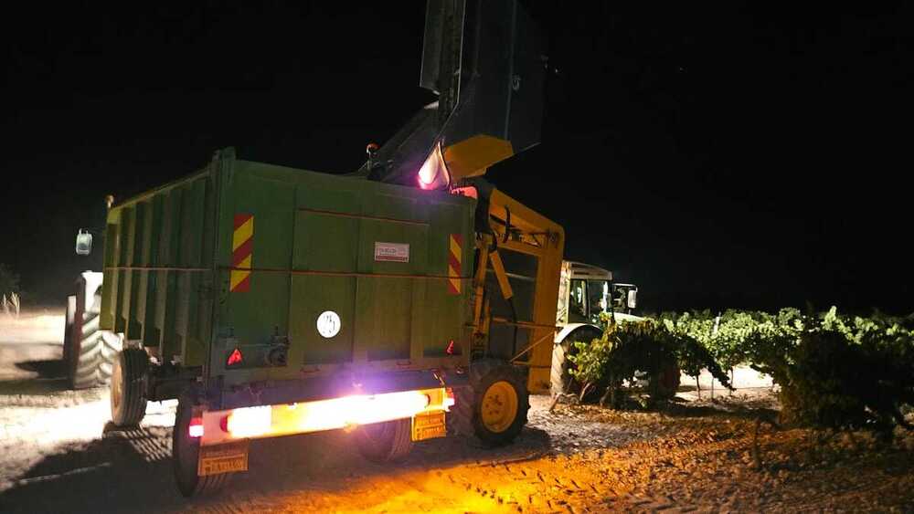 Un momento de la Cooperativa El Progreso durante la vendimia nocturna. 