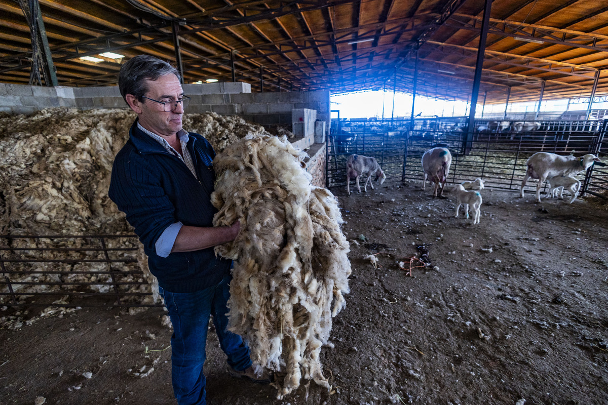 Explotación ganadera de ovejas, campo, agricultura, ganadería ovina, José Carrero agricultor y ganadeo de ovino, dificultad para vender la lana de las ovejas, ganadero que no puede vender la lana de sus ovejas, campo