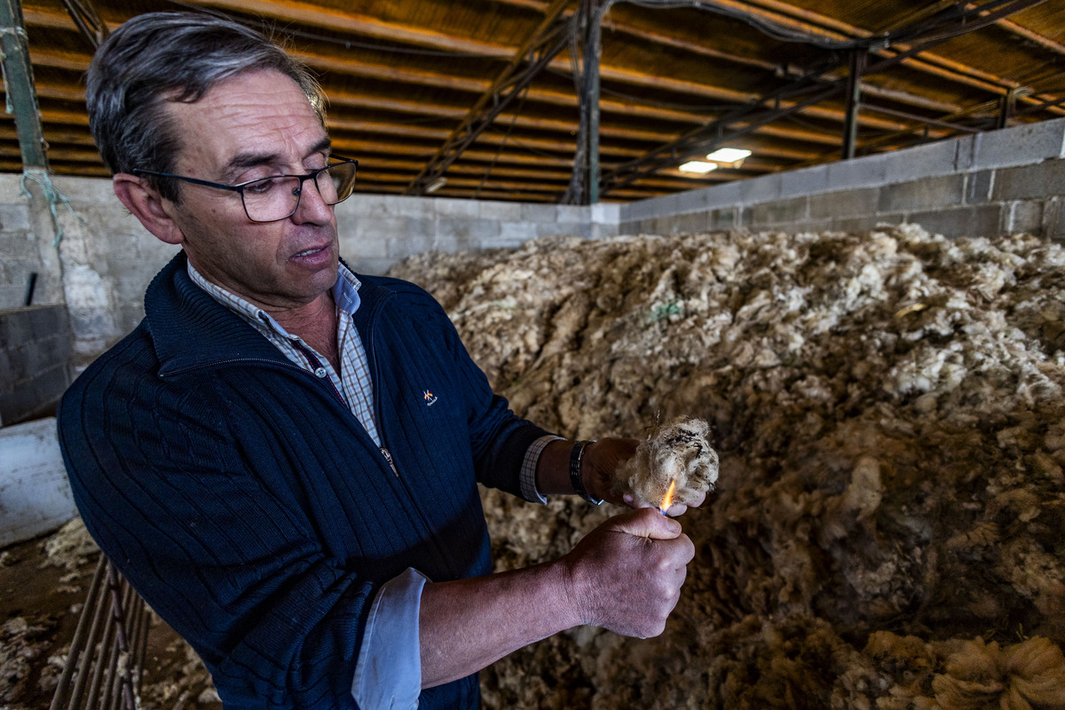 Explotación ganadera de ovejas, campo, agricultura, ganadería ovina, José Carrero agricultor y ganadeo de ovino, dificultad para vender la lana de las ovejas, ganadero que no puede vender la lana de sus ovejas, campo  / RUEDA VILLAVERDE