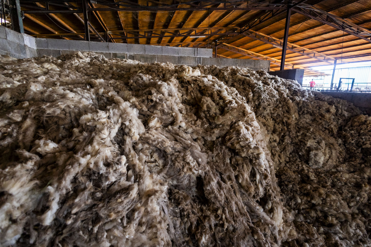 Explotación ganadera de ovejas, campo, agricultura, ganadería ovina, José Carrero agricultor y ganadeo de ovino, dificultad para vender la lana de las ovejas, ganadero que no puede vender la lana de sus ovejas, campo  / RUEDA VILLAVERDE