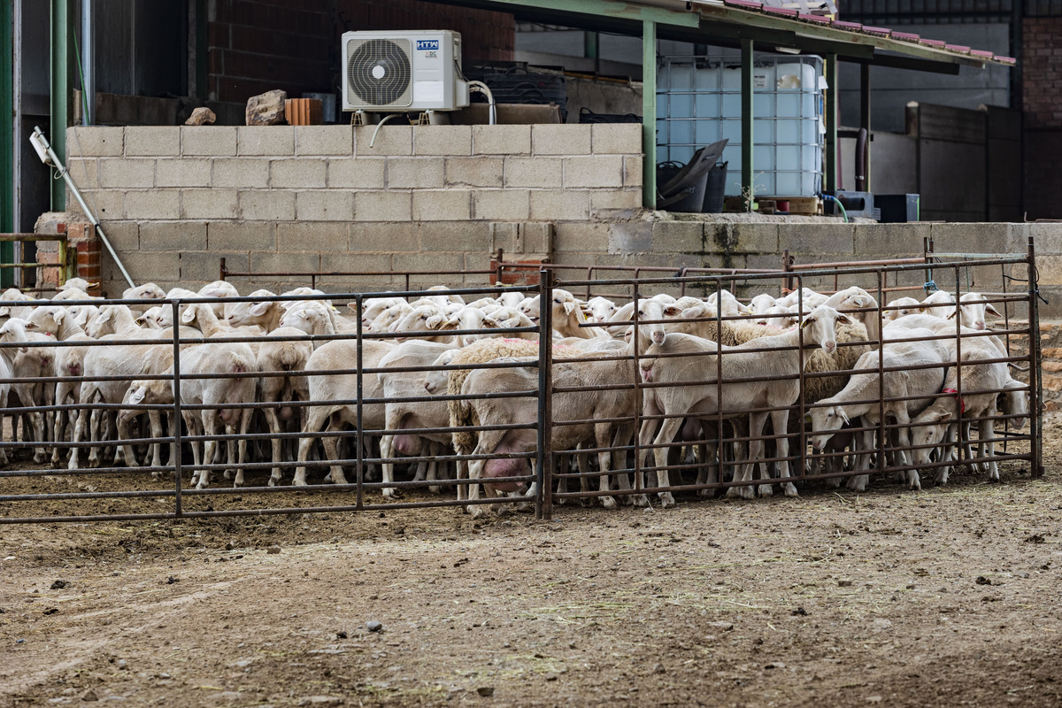 Explotación ganadera de ovejas, campo, agricultura, ganadería ovina, José Carrero agricultor y ganadeo de ovino, dificultad para vender la lana de las ovejas, ganadero que no puede vender la lana de sus ovejas, campo  / RUEDA VILLAVERDE