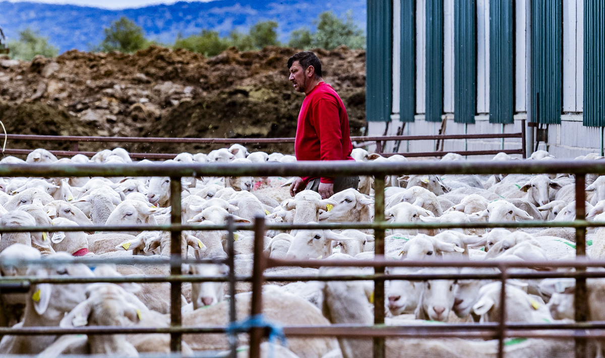 Explotación ganadera de ovejas, campo, agricultura, ganadería ovina, José Carrero agricultor y ganadeo de ovino, dificultad para vender la lana de las ovejas, ganadero que no puede vender la lana de sus ovejas, campo  / RUEDA VILLAVERDE