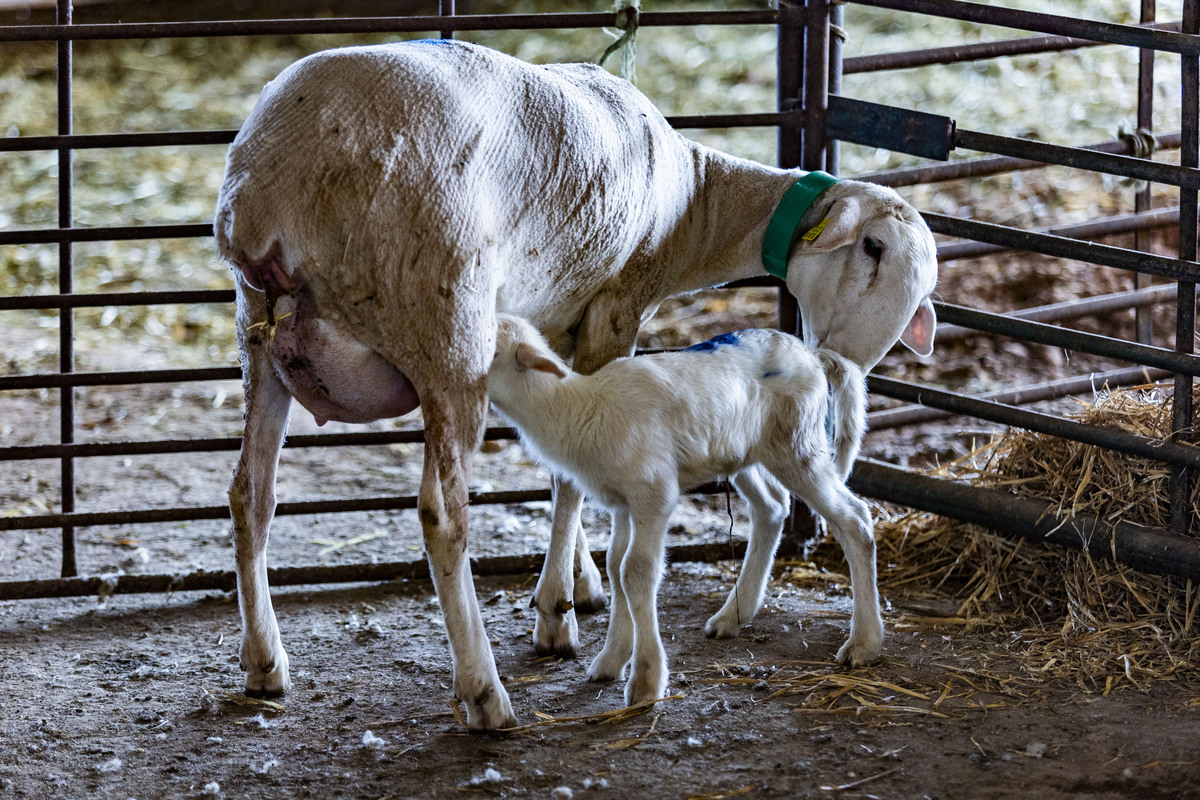 Explotación ganadera de ovejas, campo, agricultura, ganadería ovina, José Carrero agricultor y ganadeo de ovino, dificultad para vender la lana de las ovejas, ganadero que no puede vender la lana de sus ovejas, campo  / RUEDA VILLAVERDE