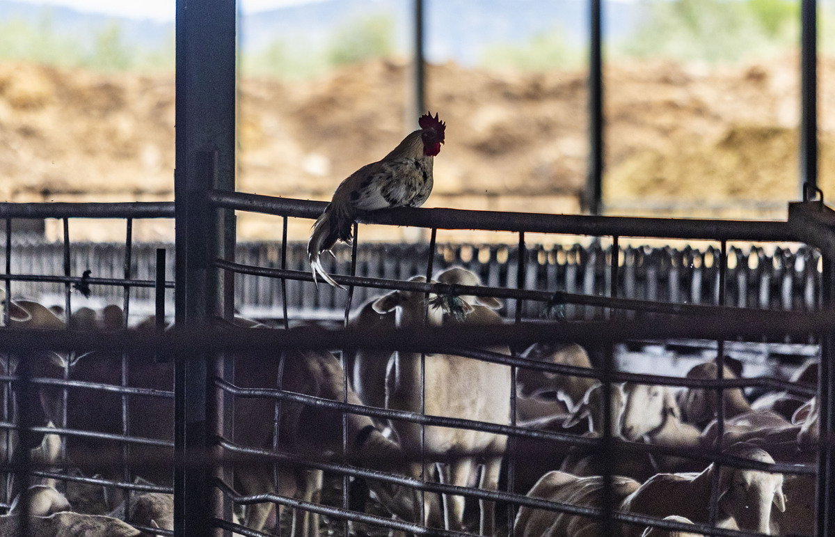 Explotación ganadera de ovejas, campo, agricultura, ganadería ovina, José Carrero agricultor y ganadeo de ovino, dificultad para vender la lana de las ovejas, ganadero que no puede vender la lana de sus ovejas, campo  / RUEDA VILLAVERDE