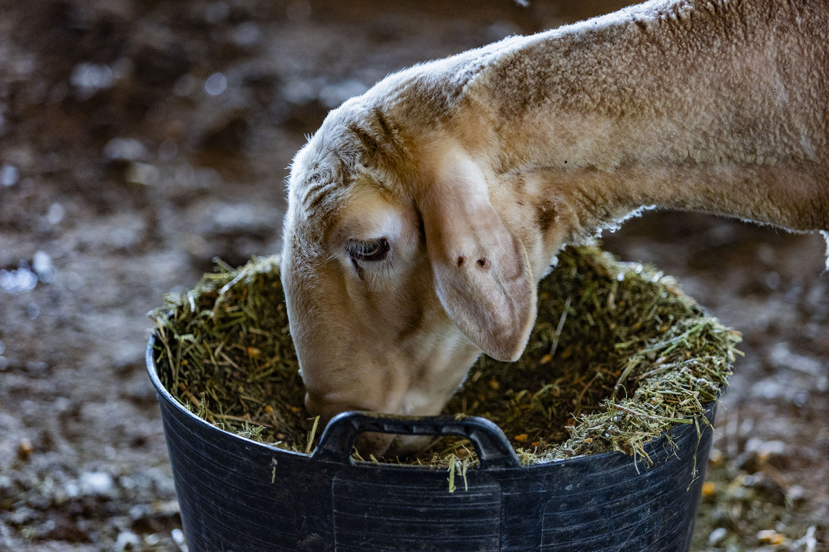 Explotación ganadera de ovejas, campo, agricultura, ganadería ovina, José Carrero agricultor y ganadeo de ovino, dificultad para vender la lana de las ovejas, ganadero que no puede vender la lana de sus ovejas, campo  / RUEDA VILLAVERDE