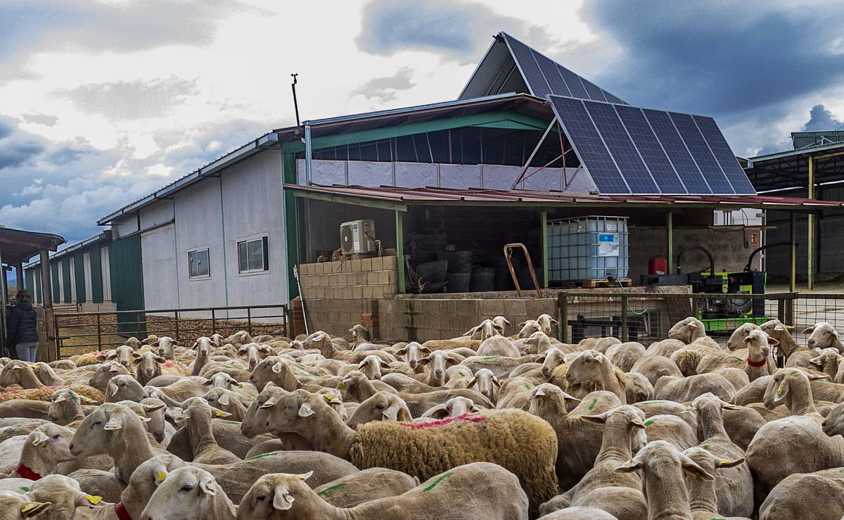 Explotación ganadera de ovejas, campo, agricultura, ganadería ovina, José Carrero agricultor y ganadeo de ovino, dificultad para vender la lana de las ovejas, ganadero que no puede vender la lana de sus ovejas, campo  / RUEDA VILLAVERDE