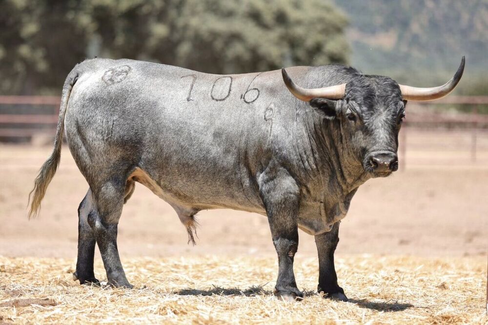 Toros de Adolfo Martín para la corrida de Daimiel