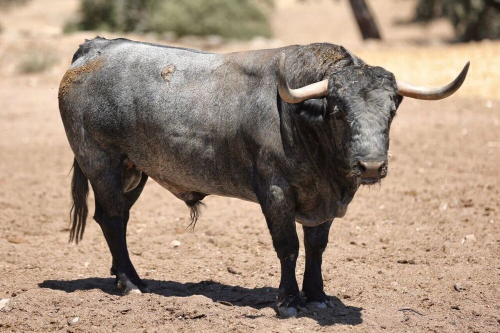 Toros de Adolfo Martín para la corrida de Daimiel