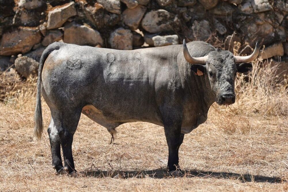 Toros de Adolfo Martín para la corrida de Daimiel