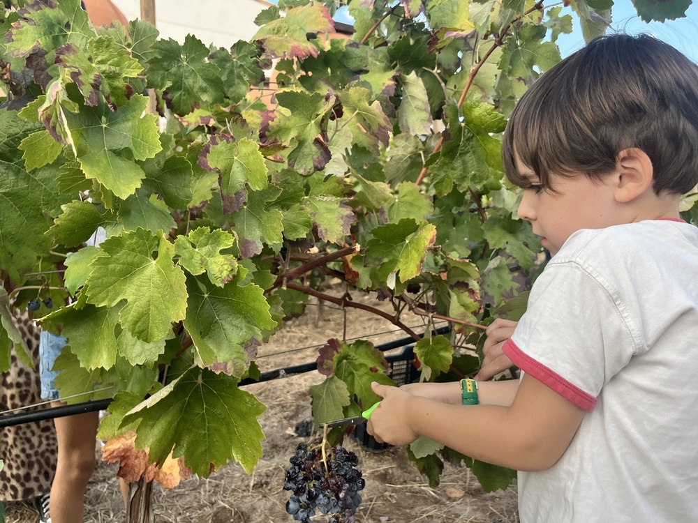 Bodegas Reconquista disfruta de su I Fiesta de la Vendimia