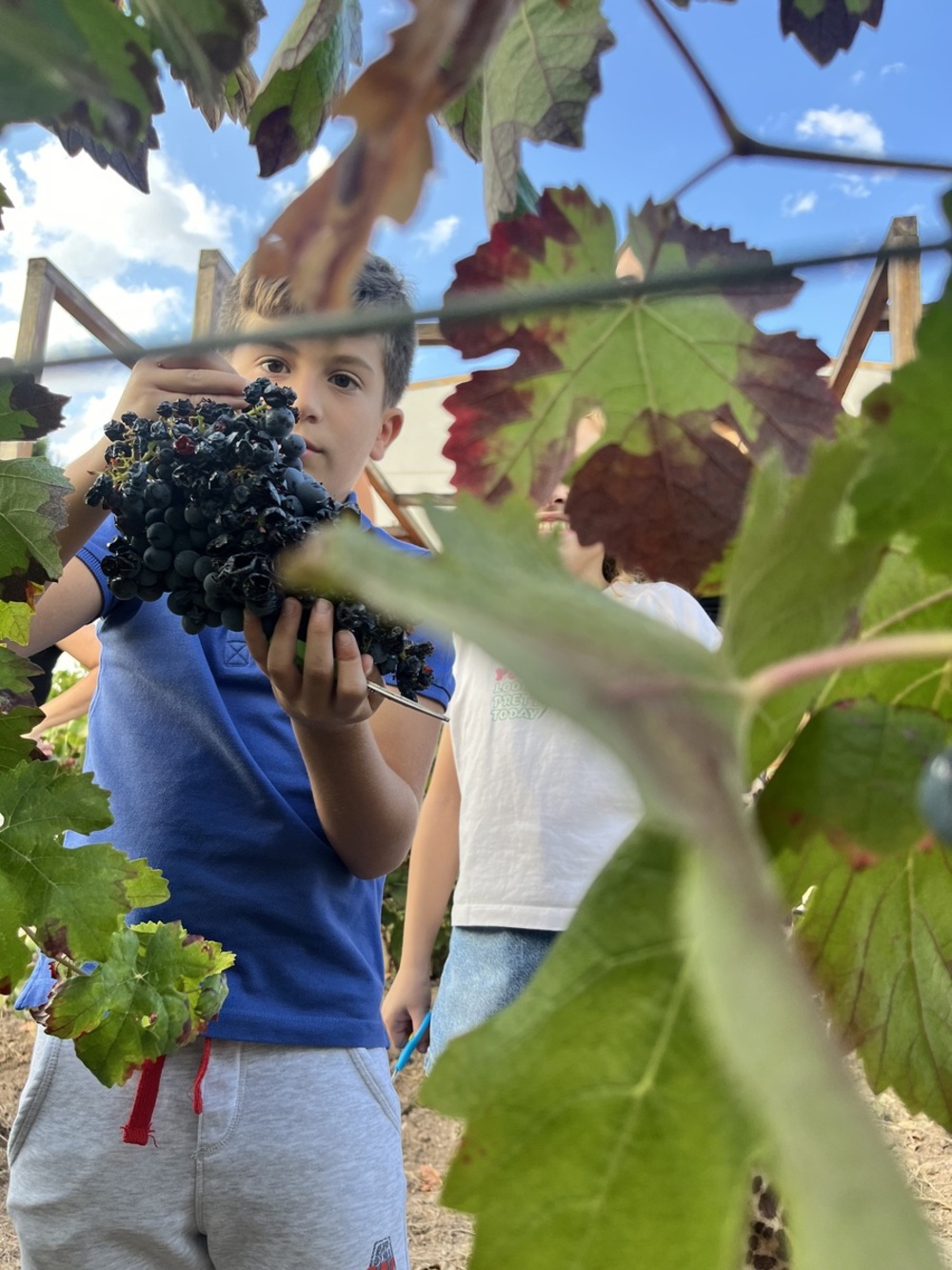 Bodegas Reconquista disfruta de su I Fiesta de la Vendimia