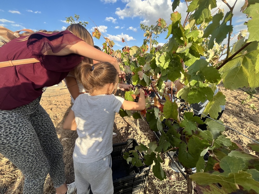 Bodegas Reconquista disfruta de su I Fiesta de la Vendimia