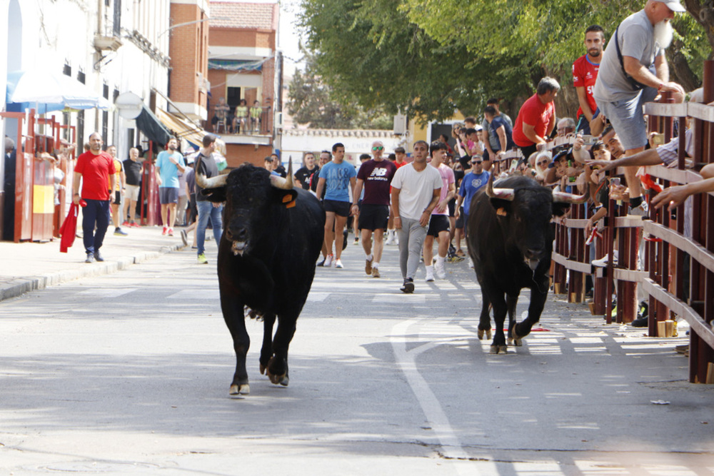 Herido por asta de toro en los encierros de Almodóvar