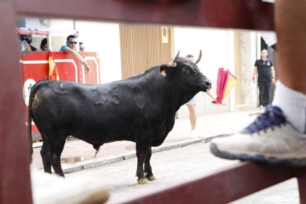 Herido por asta de toro en los encierros de Almodóvar