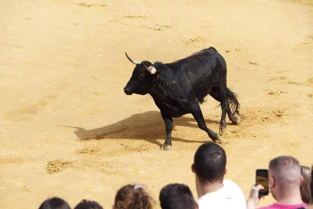 Herido por asta de toro en los encierros de Almodóvar