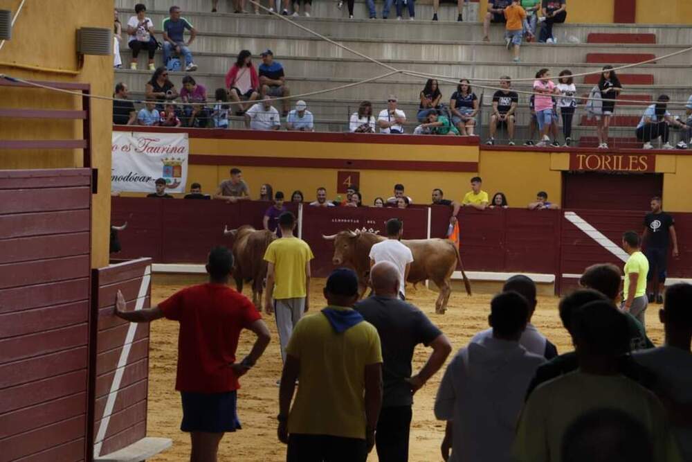 Herido por asta de toro en los encierros de Almodóvar