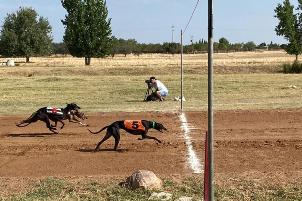 Más de 130 galgos en una competición en Argamasilla