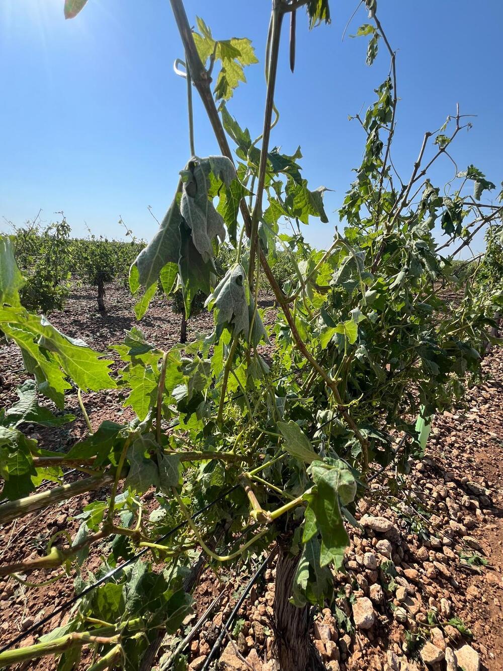 El granizo asola las viñas y el cereal de La Mancha 