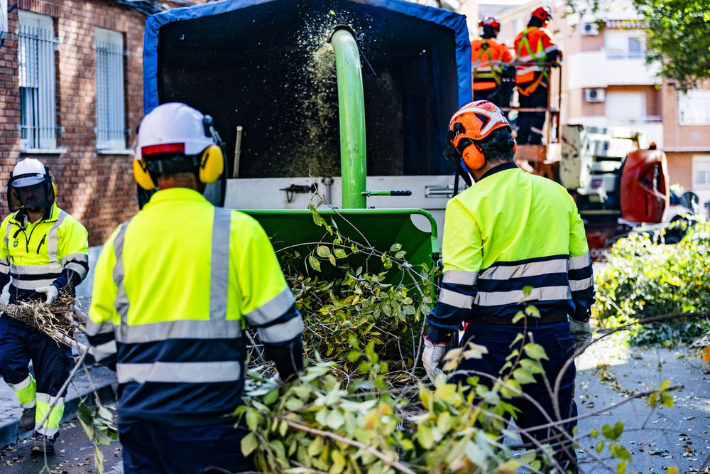 La campaña de poda llegará a más de 15.000 árboles