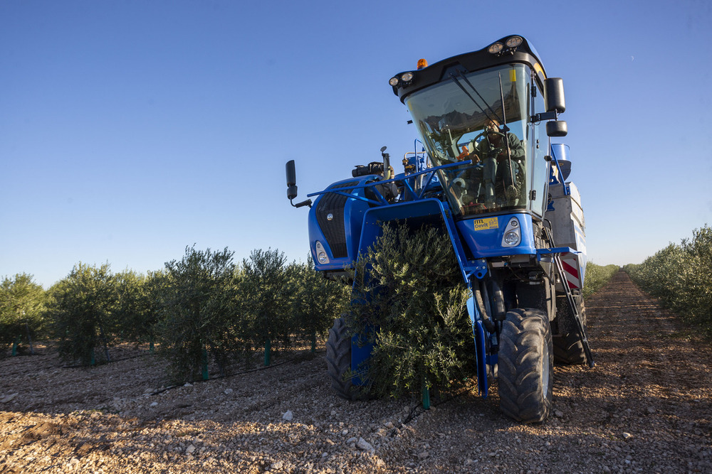 Los fondos de inversión devoran al olivar español