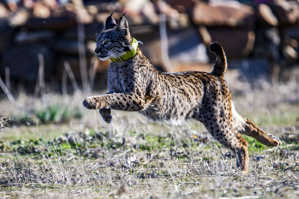 Inversión millonaria en la A4 para evitar atropellos de linces