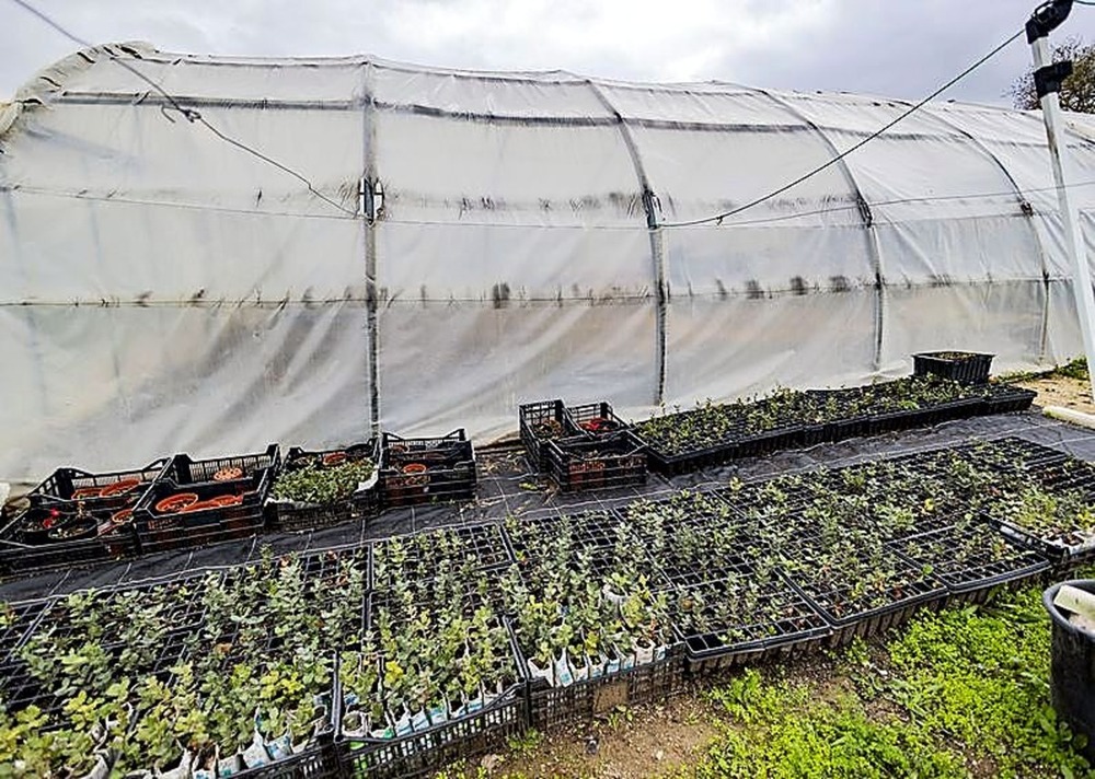 Reforestación de una zona emblemática