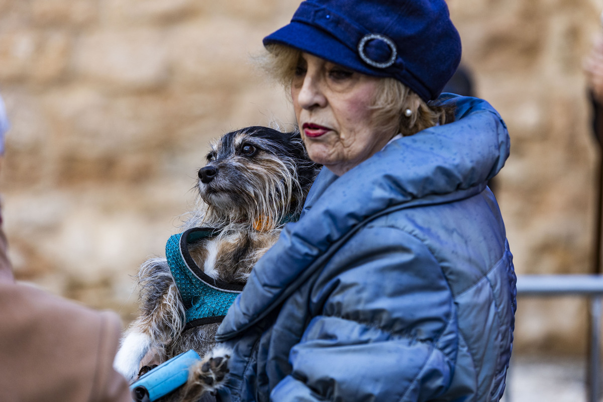 San Antón , bendición de animales en la iglesia de Sanatiago  / RUEDA VILLAVERDE