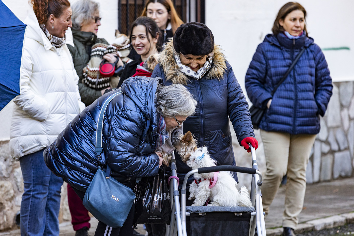 San Antón , bendición de animales en la iglesia de Sanatiago  / RUEDA VILLAVERDE