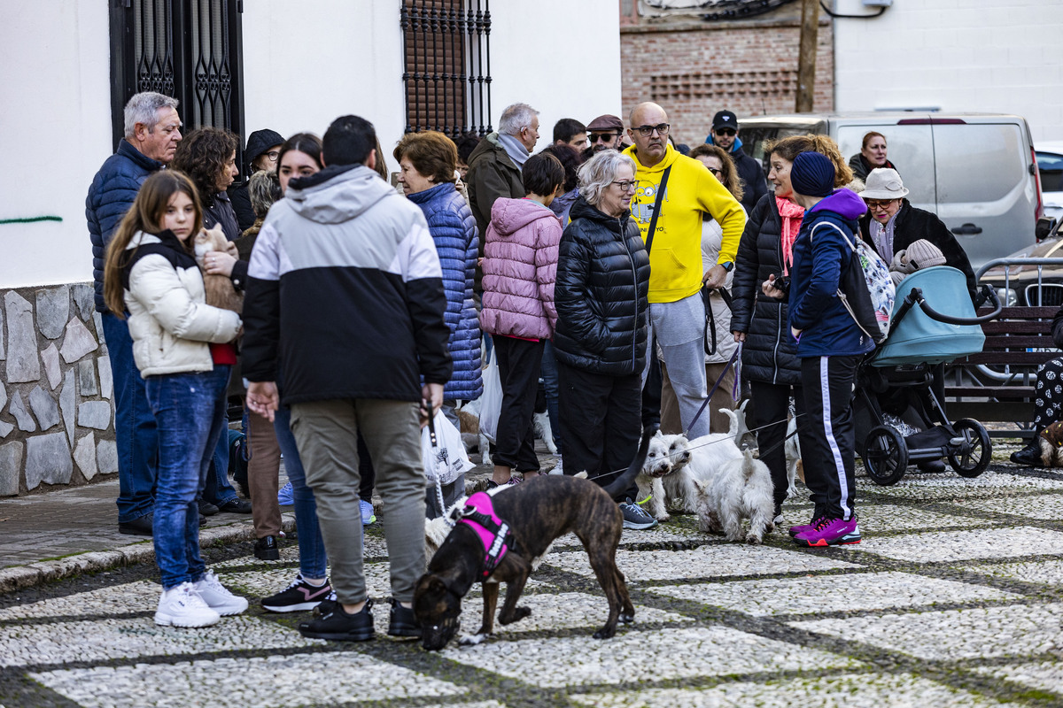 San Antón , bendición de animales en la iglesia de Sanatiago  / RUEDA VILLAVERDE