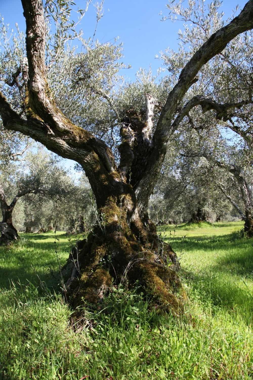 La cuna de la cornicabra