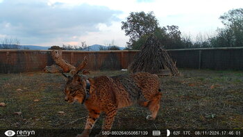 Un nuevo hito en la conservación del lince ibérico