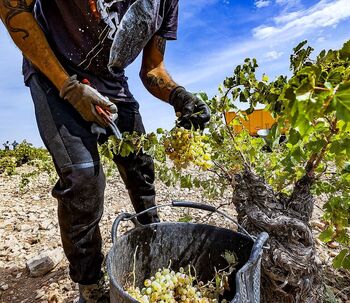 El sector del vino, preocupado por explotaciones no rentables