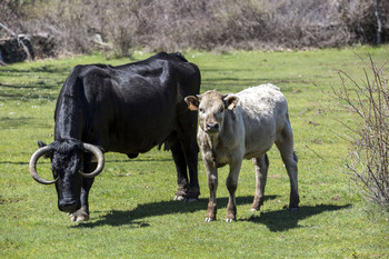 Agricultura paga mañana 124 millones de los ecorregímenes