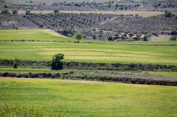 El campo de CLM ha recibido 738 millones de la PAC