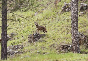 Las ayudas por ataque de lobo se extienden a toda la región