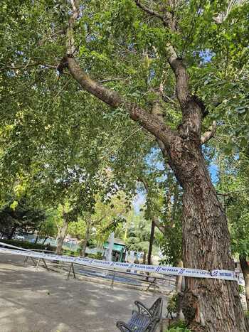 El fuerte vendaval obliga a retirar un árbol centenario