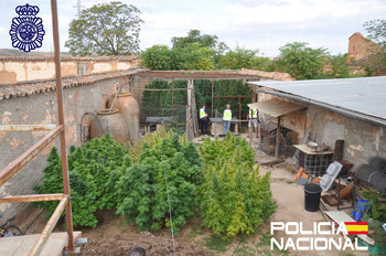 Desmantelan plantación de marihuana en el patio de una casa