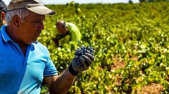 ‘La Mancha’ suma una de cada cuatro nuevas hectáreas de viñedo