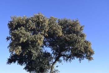 Ecologistas alertan de que las encinas ya están floreciendo