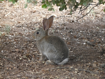 Cazadores piden ayuda para controlar conejos en Ciudad Real