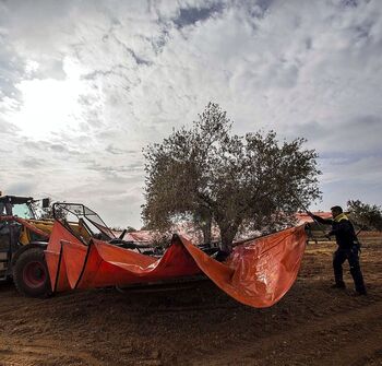 La campaña de aceituna será «de lujo» en producción