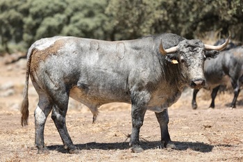 Presentados los seis toros de Adolfo Martín para Daimiel