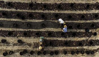 Día Mundial de la Agricultura: avances y retos para el futuro