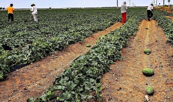 Asaja prevé más hectáreas de sandía y menos de melón