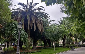 Puertollano alerta de una plaga de picudo rojo en las palmeras