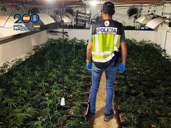 Desarticulan organización de cultivo de marihuana en Albacete