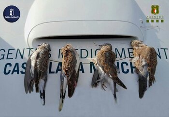 Sancionan a un cazador por abatir cuatro tórtolas