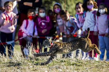 La recuperación del lince, 22 años de éxito y optimismo